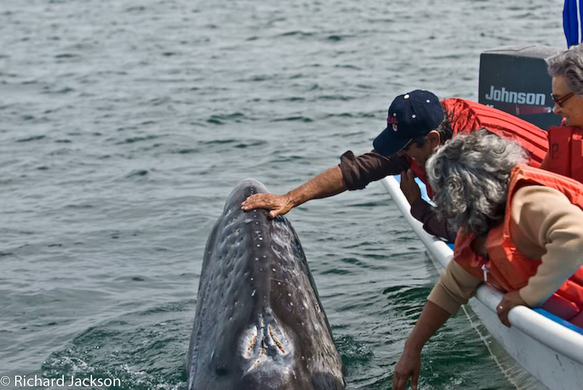 grey whale sea of cortes: Loreto town: el grito. Mision Loreto Properties. Call Today! Mexican Cell 044 613 116 6827 ~ USA cell 530-786-4395